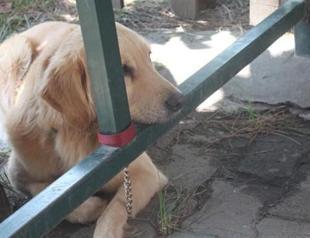 Dog taken into custody upon neighbor’s complaint