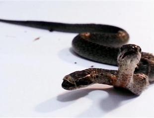 Two-headed snake under quarantine in Antalya