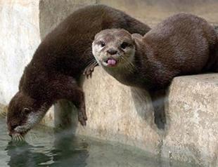 Locals come to the rescue of sea otters halting unlawful hydro plant construction