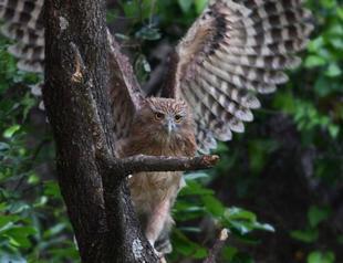 Taurus Mountains’ fish owl latest potential victim of hydroelectric plants