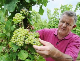 France cheers better wine harvest for 2014