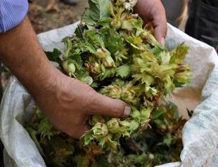 Nut price surge could leave Nutella-lovers shelling out