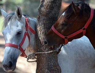 The suffering horses of an Istanbul island