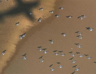 Istanbul’s third airport threatens birds’ migration routes