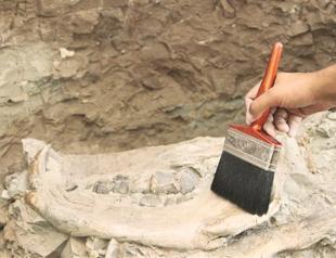 Sea otter fossil found in Çankırı