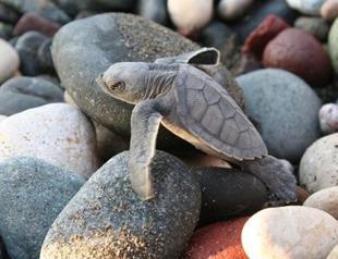 100,000 sea turtles hatched in Turkeys southern coast