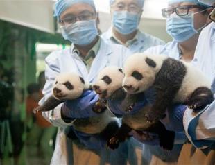 Miracle panda triplets open their eyes in Chinese zoo