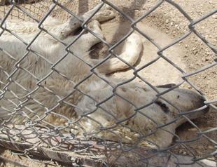 Dogs kill each other out of hunger in shelter, visitor claims