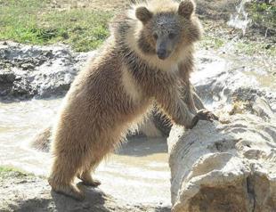 Villagers declare war against ‘smart’ bears, ask for increased hunting quota