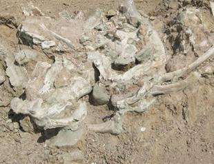 Fossil of largest known land mammal uncovered in Çorum