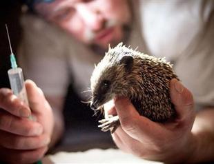 In Poland, hedgehogs find a saviour