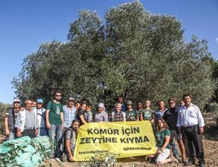 Soma locals on duty against cutting olive groves