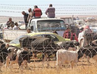 Turkey to build ‘camp’ for Syrian refugees’ cattle