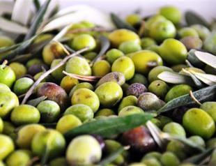Rising olive oil output requires better marketing: Sector leader