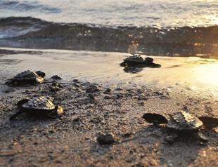Baby loggerhead turtles take the ‘big dive’ at their Mediterranean safe haven