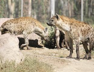Species of Amazon to find home in İzmir park