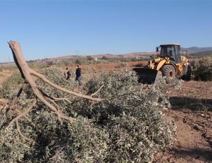 100-200 trees shouldn’t stop Turkey’s development: Energy minister
