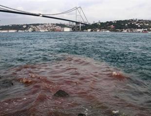 Bosphorus waters change color with animal blood