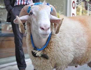 Old Turkish man can’t bring himself to sacrifice his beloved ram