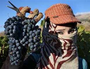 Syrians, Lebanese produce wine in ferment of war