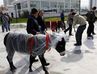 Donkeys get married to protest donkeys getting married