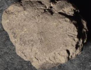 Ancient fingerprint found in Çatalhöyük