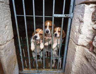 Iran dog lovers face 74 lashes, fines under new law