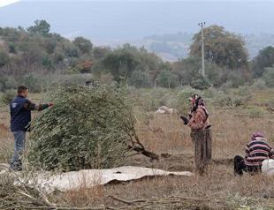 Turkish villagers in bitter harvest from chopped olive trees