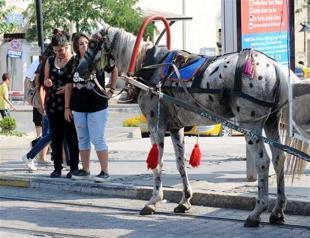 Horses painted to hide abusive working conditions stir public outrage