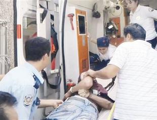 Bonzai spreads across Istanbul since 2011