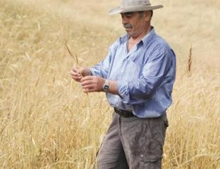 Farmer leaves wheat on field to bring wild birds back