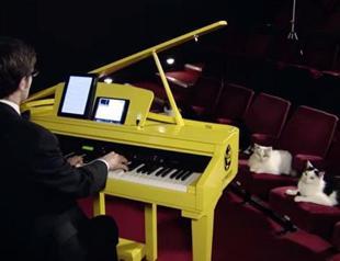 Cats fighting against Internet censorship with Turkish national anthem