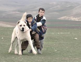 ‘Sivas’: Not your typical boy-meets-dog story