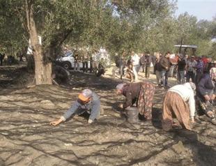 Turkish olive producers set to join international networks