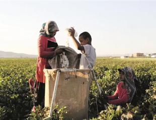 35 pct of farming laborers under age of 20 in Turkey