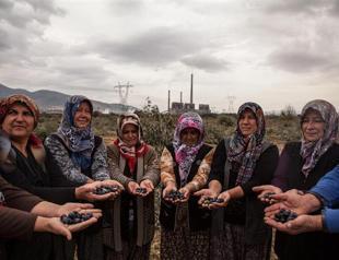 Justice for olive trees blocks coal plant plan