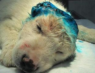 Stray puppy in Bursa saved after ears cut off