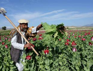 Afghanistan opium poppy cultivation at record high: UN