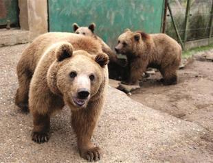 Indian summer preventing bears from hibernating
