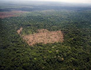 Deforestation in Brazils Amazon soars by 450 percent