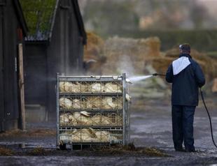WHO braces for bird flu spread in European poultry