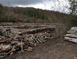 43,000 trees set to be felled near Black Sea port for new coal plant