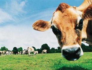 Turkish engineers to produce electricity from cows’ intestinal gas