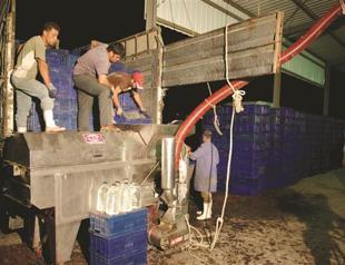 Making wine the Mürefte way in a local wine factory