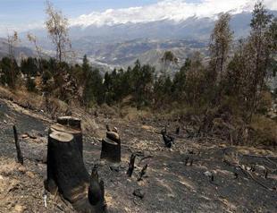 Peru says deforestation on the rise, up 80 pct from 2001