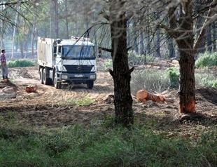 Antalya hotel begins ‘legal’ felling of trees to build golf course after loosening of restrictions