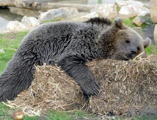 Experts bid to save northern Turkey’s brown bears with monitoring program