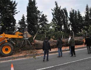 Western Turkish municipality fells trees for overpass, sends opposition into soul-searching