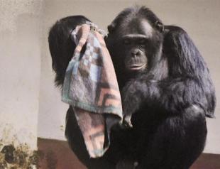 Darıca Zoo residents organized for winter