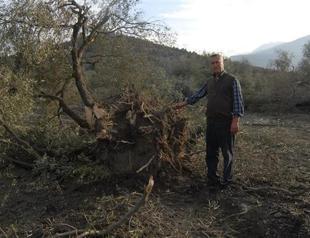Turkish ministry orders villagers to ‘keep’ 6,000 dead olive trees felled for coal plant